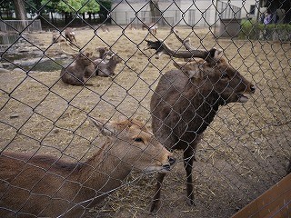 f:id:amihsim:20110117181046j:image