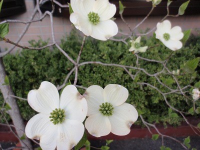 f:id:amihsim:20110424093220j:image