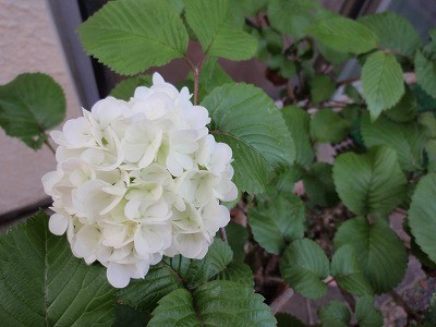 f:id:amihsim:20110425094157j:image