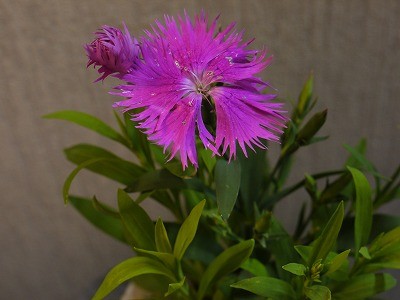 f:id:amihsim:20111229094031j:image