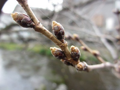 f:id:amihsim:20120316151847j:image