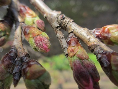 f:id:amihsim:20120325173054j:image