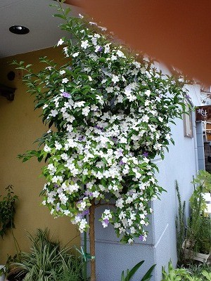 f:id:amihsim:20120525184725j:image