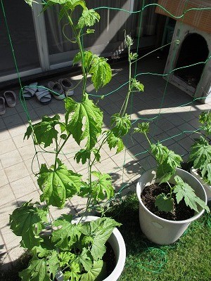 f:id:amihsim:20120614194910j:image
