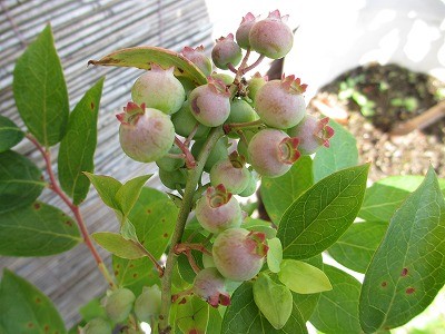 f:id:amihsim:20120614195454j:image