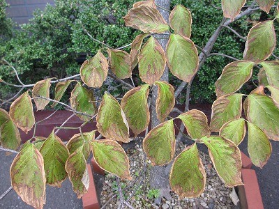 f:id:amihsim:20120701172204j:image