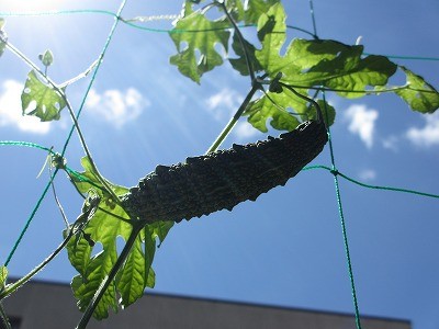 f:id:amihsim:20120802130538j:image