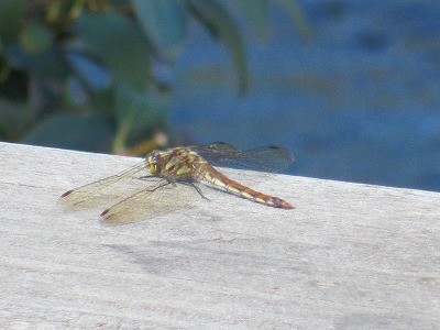 f:id:amihsim:20121025111524j:image