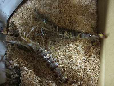 f:id:amihsim:20130101100452j:image