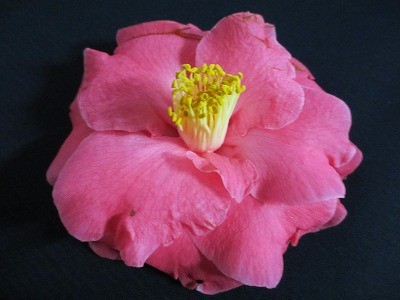 f:id:amihsim:20130412152645j:image f:id:amihsim:20130412152645j:image