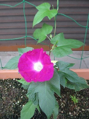 f:id:amihsim:20130530104229j:image