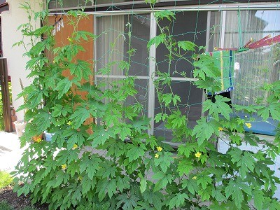 f:id:amihsim:20130619171450j:image