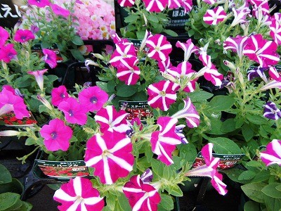 f:id:amihsim:20130922090908j:image