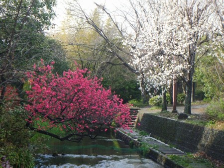 f:id:amihsim:20140331115018j:image