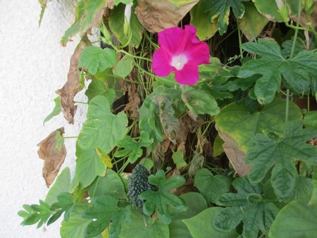 f:id:amihsim:20140918170543j:image