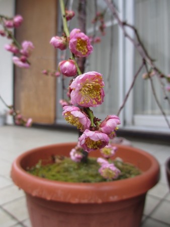 f:id:amihsim:20150301093933j:image