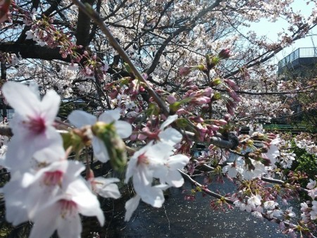 f:id:amihsim:20150401124614j:image