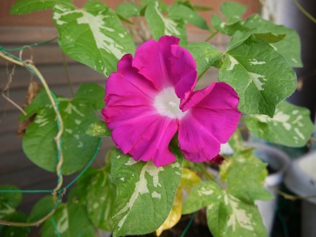 f:id:amihsim:20150824102811j:image