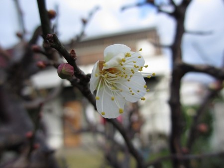 f:id:amihsim:20151229092159j:image