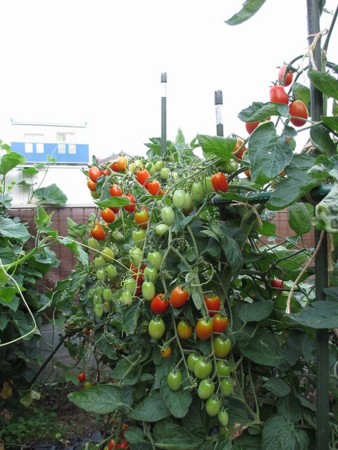 f:id:amihsim:20160808081549j:image