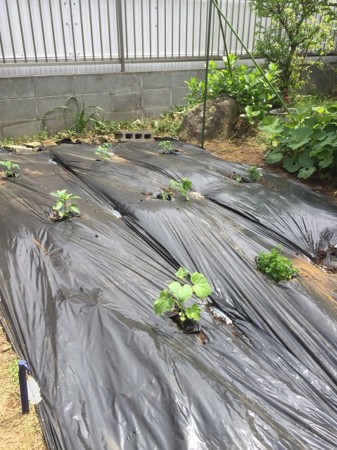 f:id:amihsim:20170417074550j:image