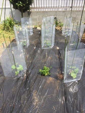 f:id:amihsim:20170417074929j:image