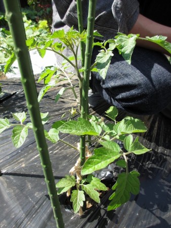 f:id:amihsim:20170429105213j:image