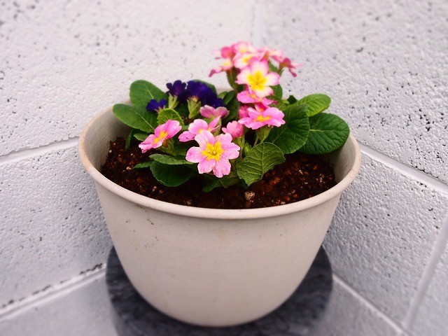 f:id:amihsim:20181108171511j:plain