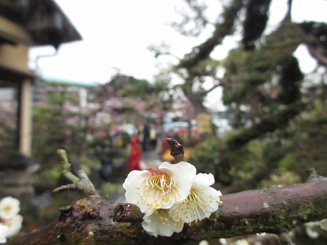 f:id:amihsim:20190219134537j:plain