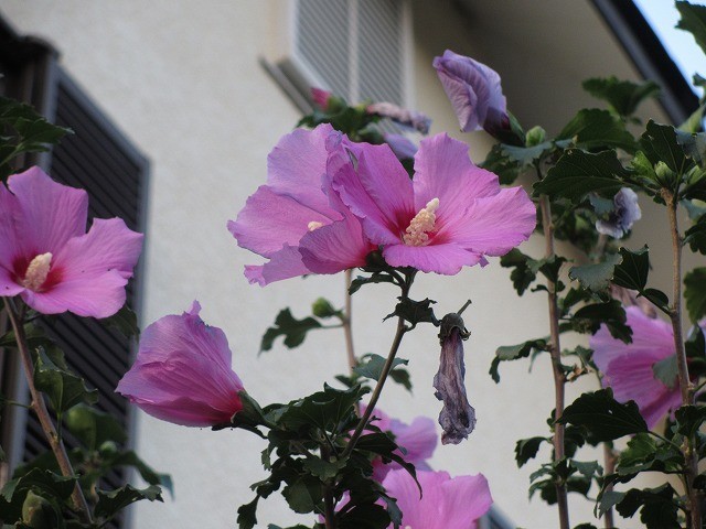 f:id:amihsim:20190927080545j:plain