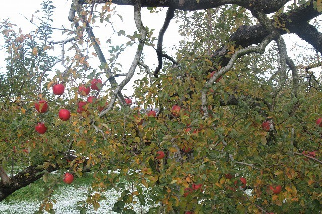 f:id:amihsim:20191207110232j:plain