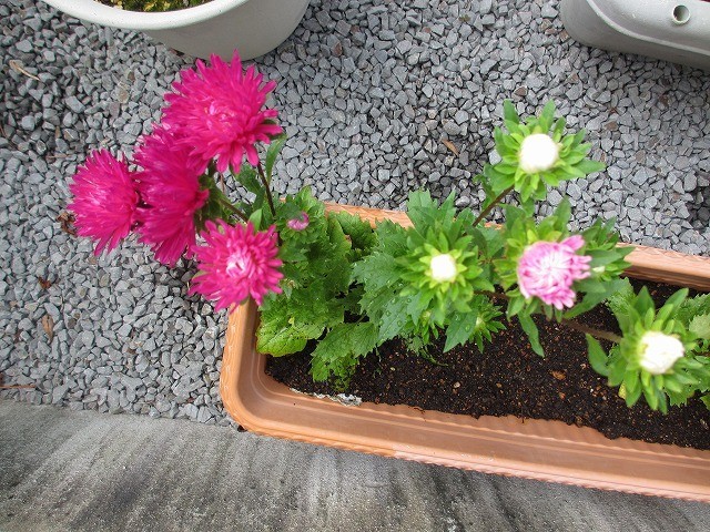 f:id:amihsim:20200808154251j:plain