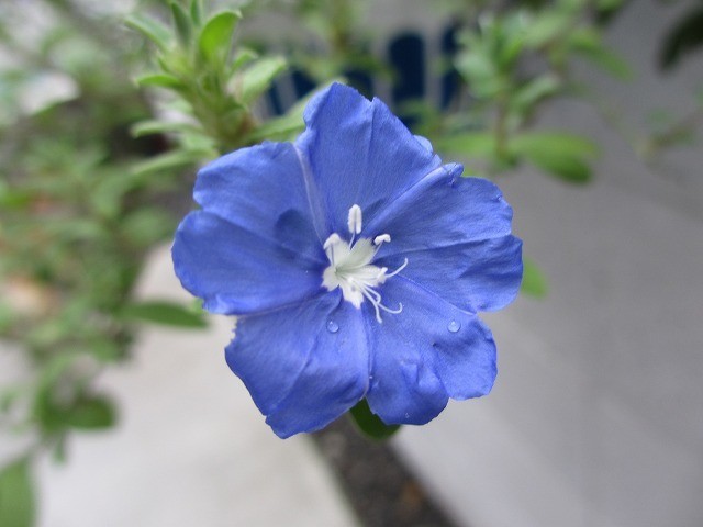 f:id:amihsim:20200910073342j:plain