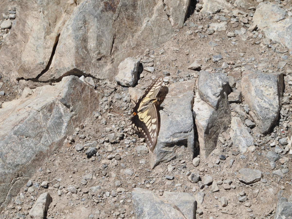 f:id:amikic:20190826134446j:plain