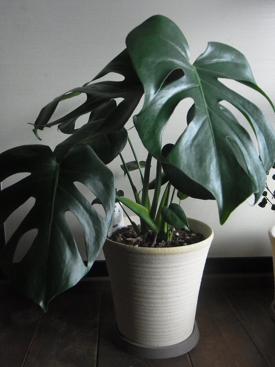 f:id:amikic:20191007100439j:plain