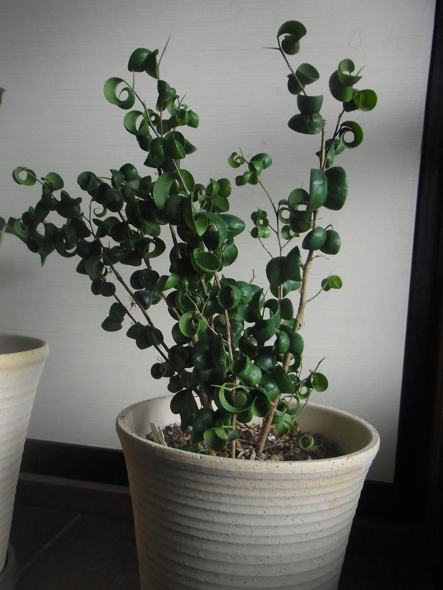 f:id:amikic:20191007100453j:plain