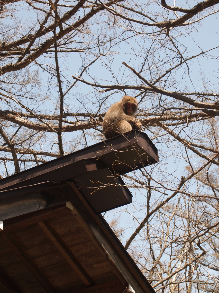 f:id:amikic:20200709111016j:plain