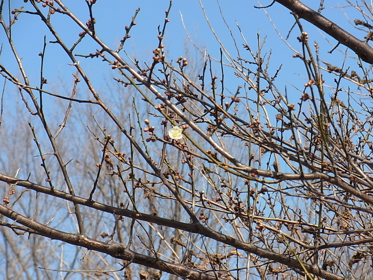 f:id:amikic:20210322155522j:plain