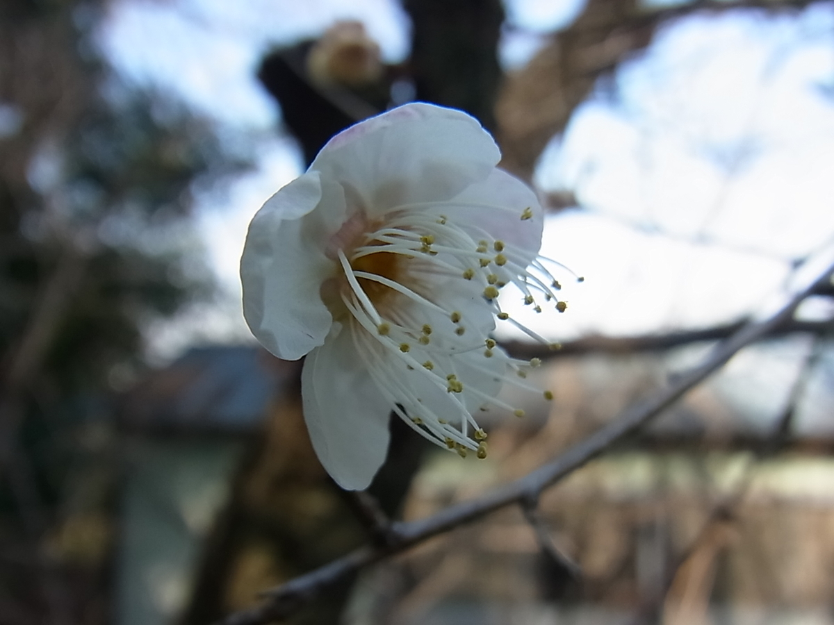 f:id:amikic:20210322155554j:plain