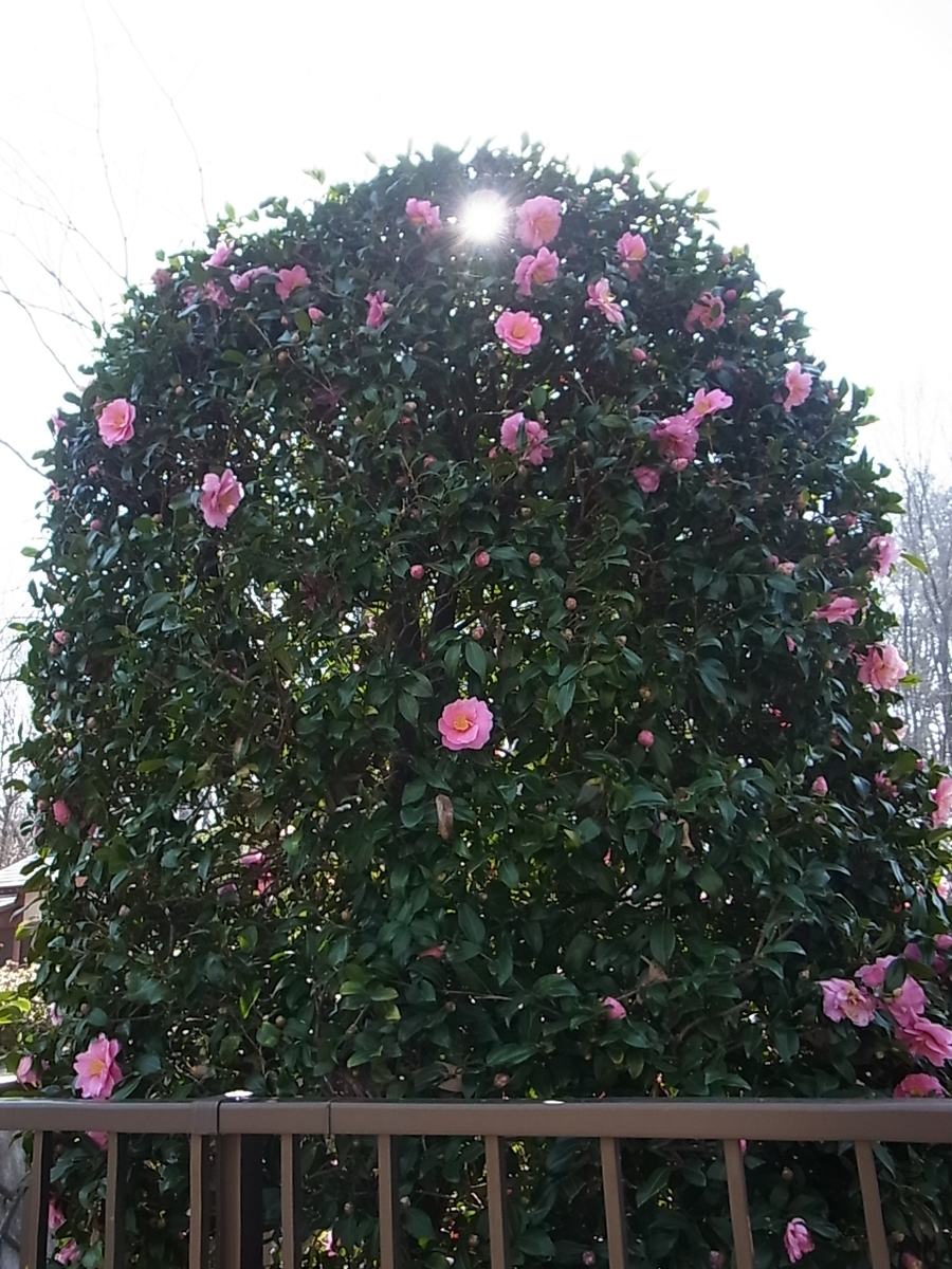 f:id:amikic:20210322160548j:plain