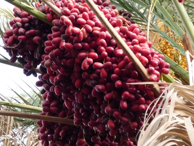 f:id:amil_menu:20210304163842j:plain