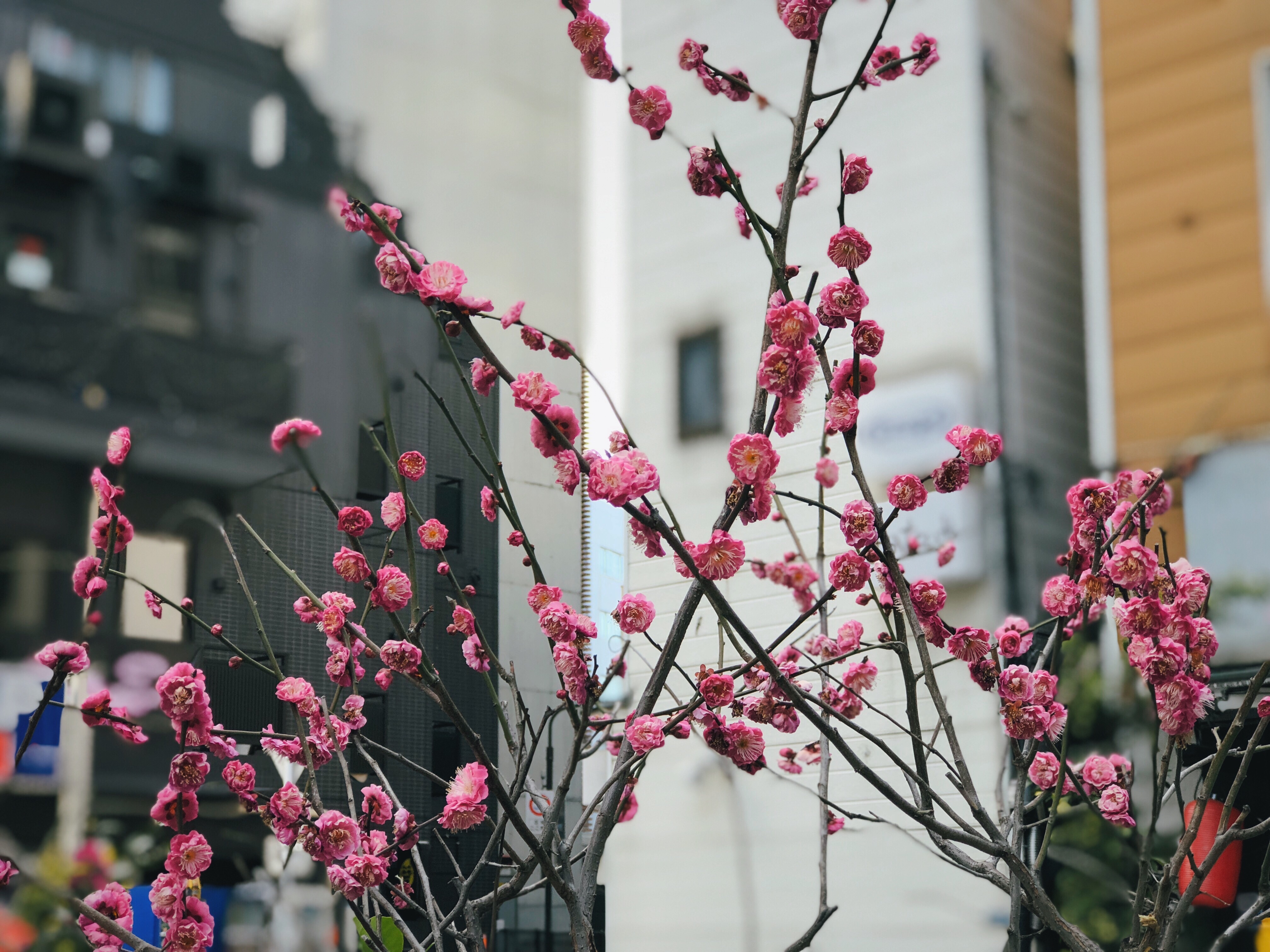 f:id:amilamia:20180213173544j:image