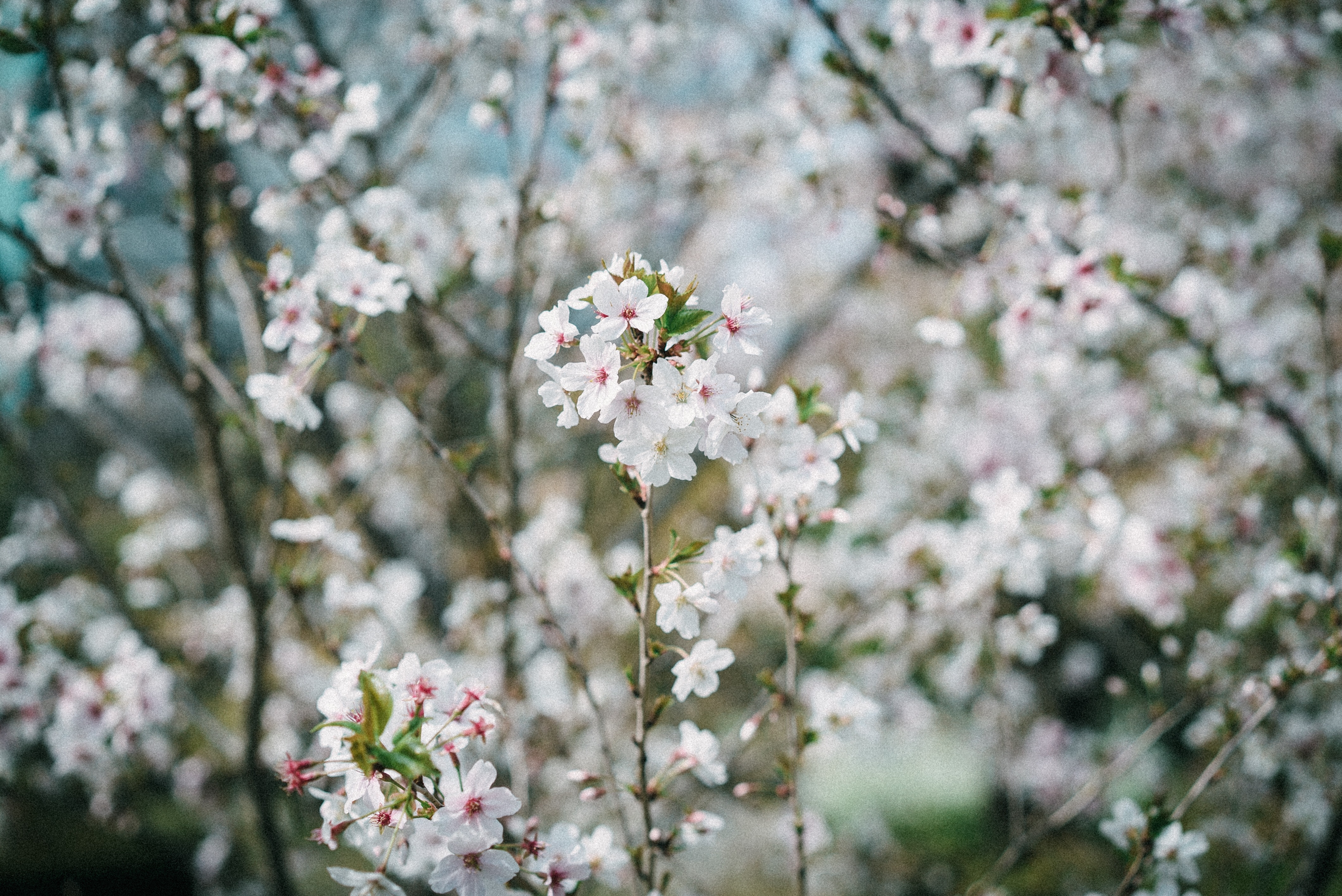 f:id:amilamia:20180402164609j:image f:id:amilamia:20180402164609j:image