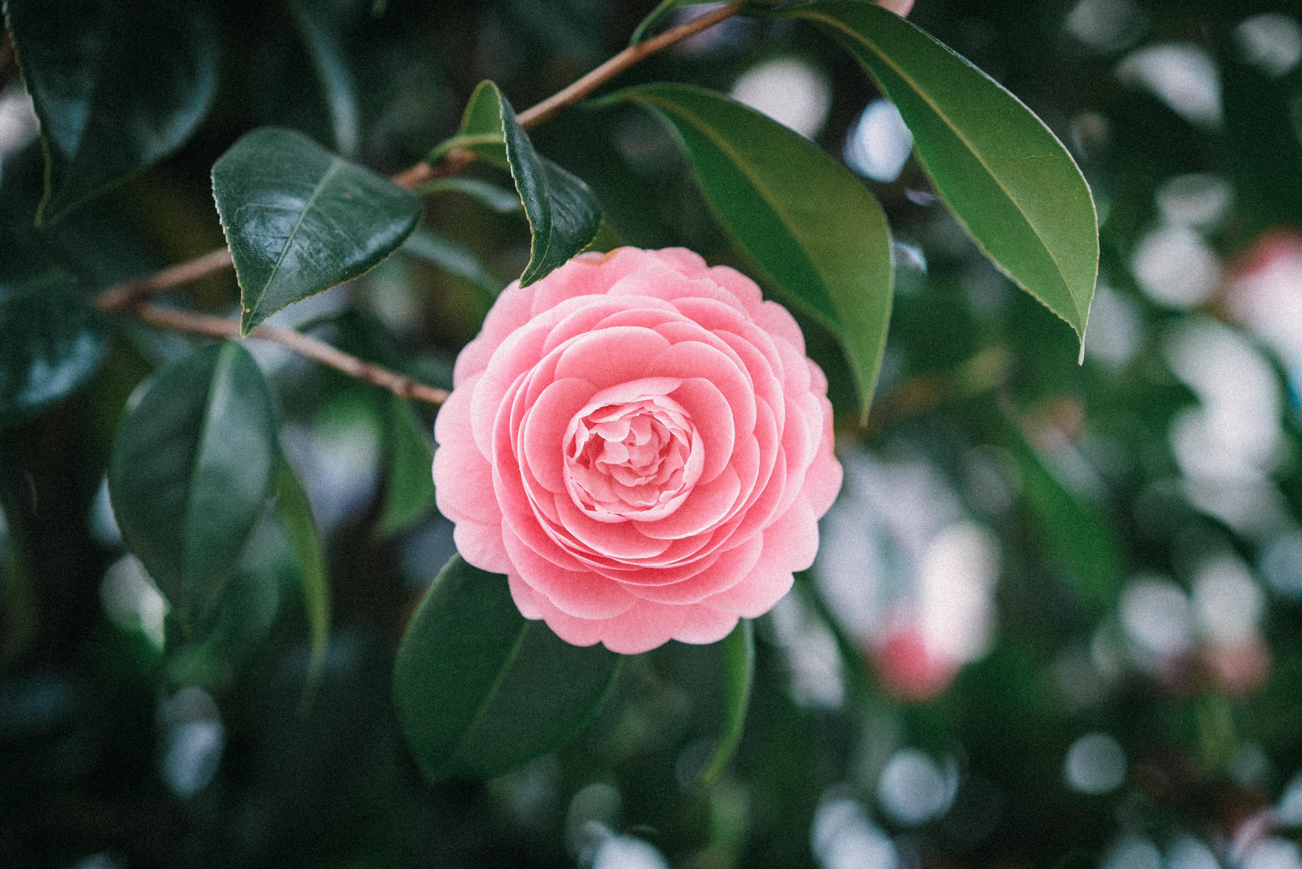 f:id:amilamia:20180402164950j:image f:id:amilamia:20180402164950j:image