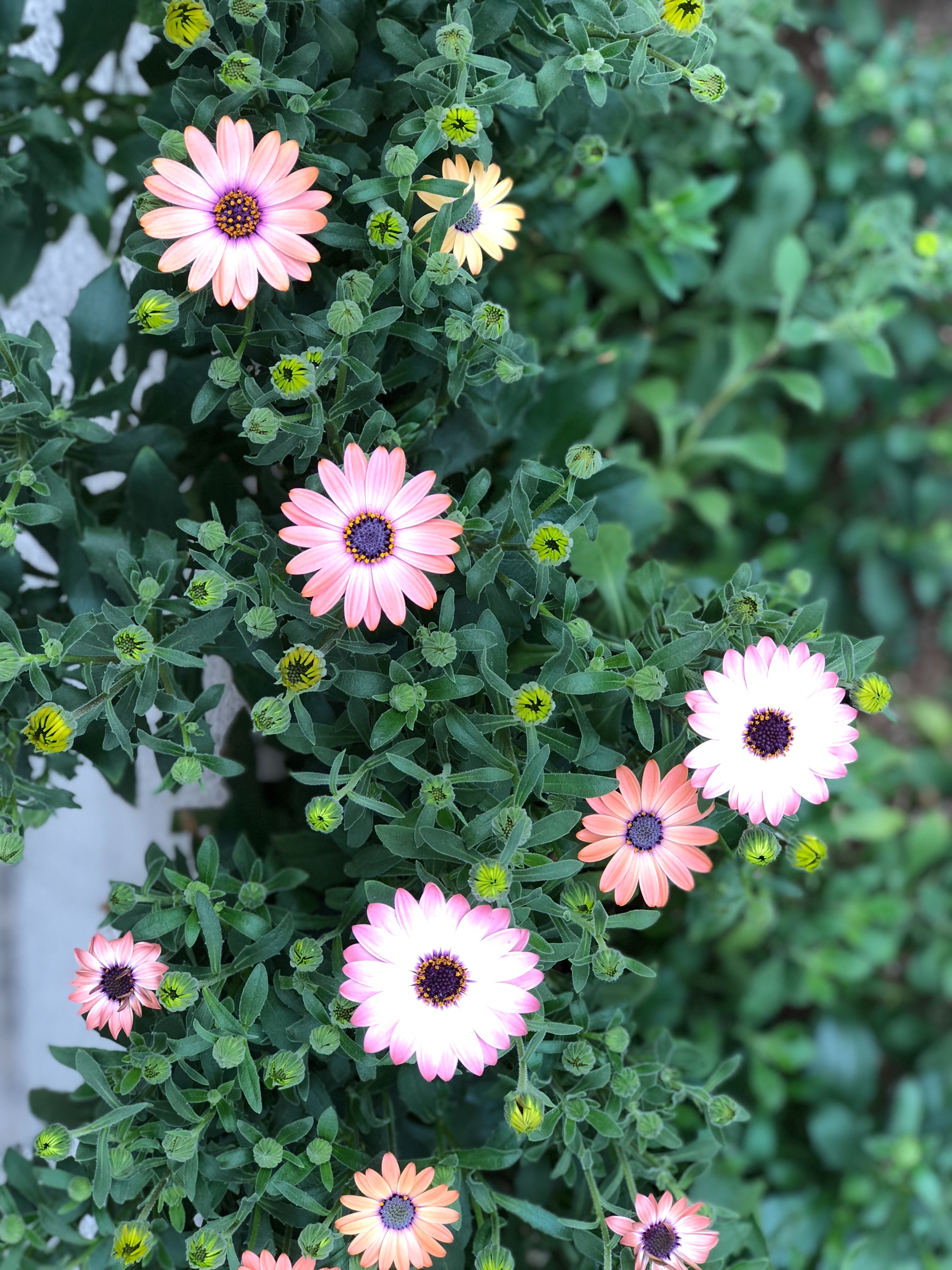 f:id:amilamia:20180405170501j:image f:id:amilamia:20180405170501j:image