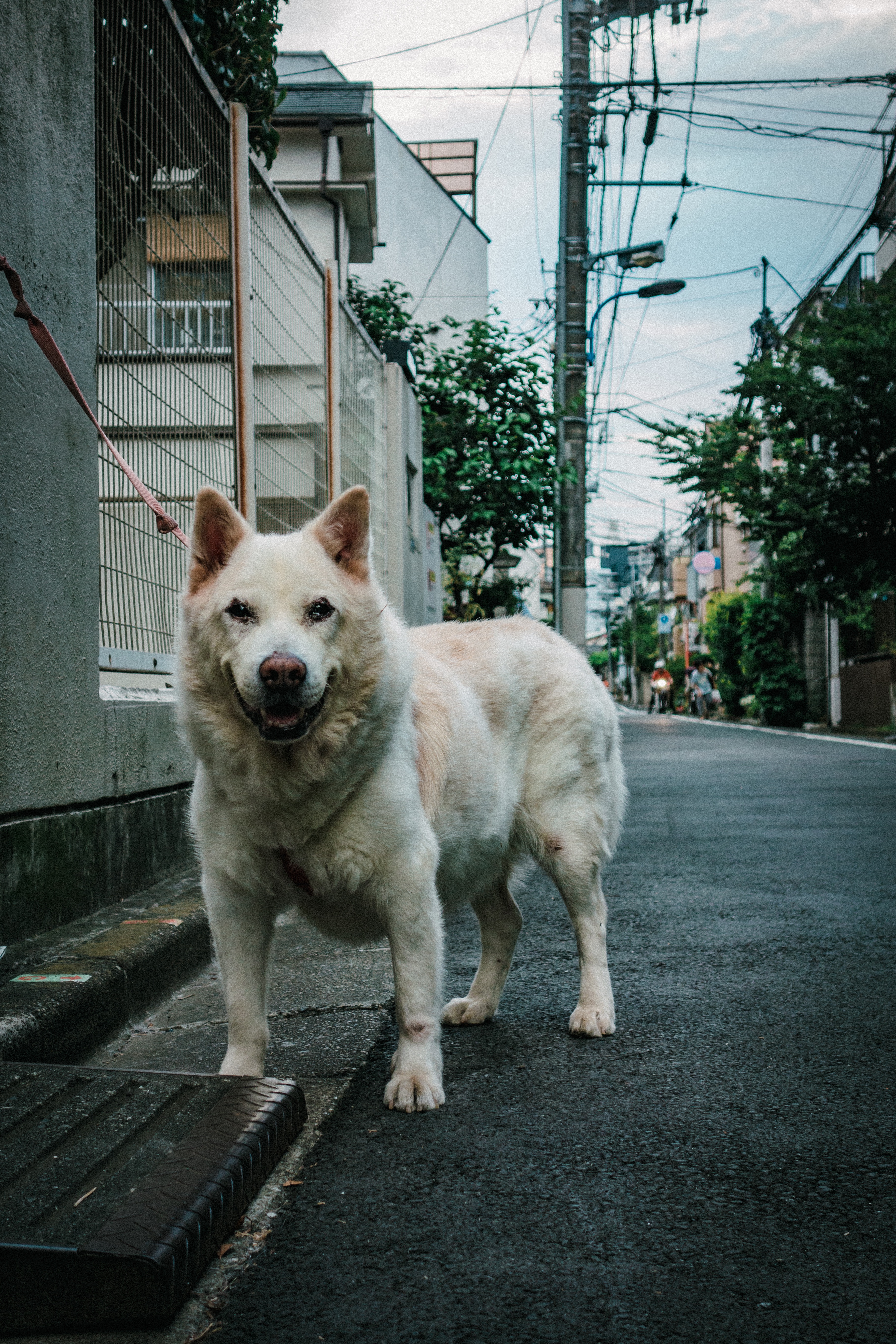f:id:amilamia:20180801222918j:image f:id:amilamia:20180801222918j:image