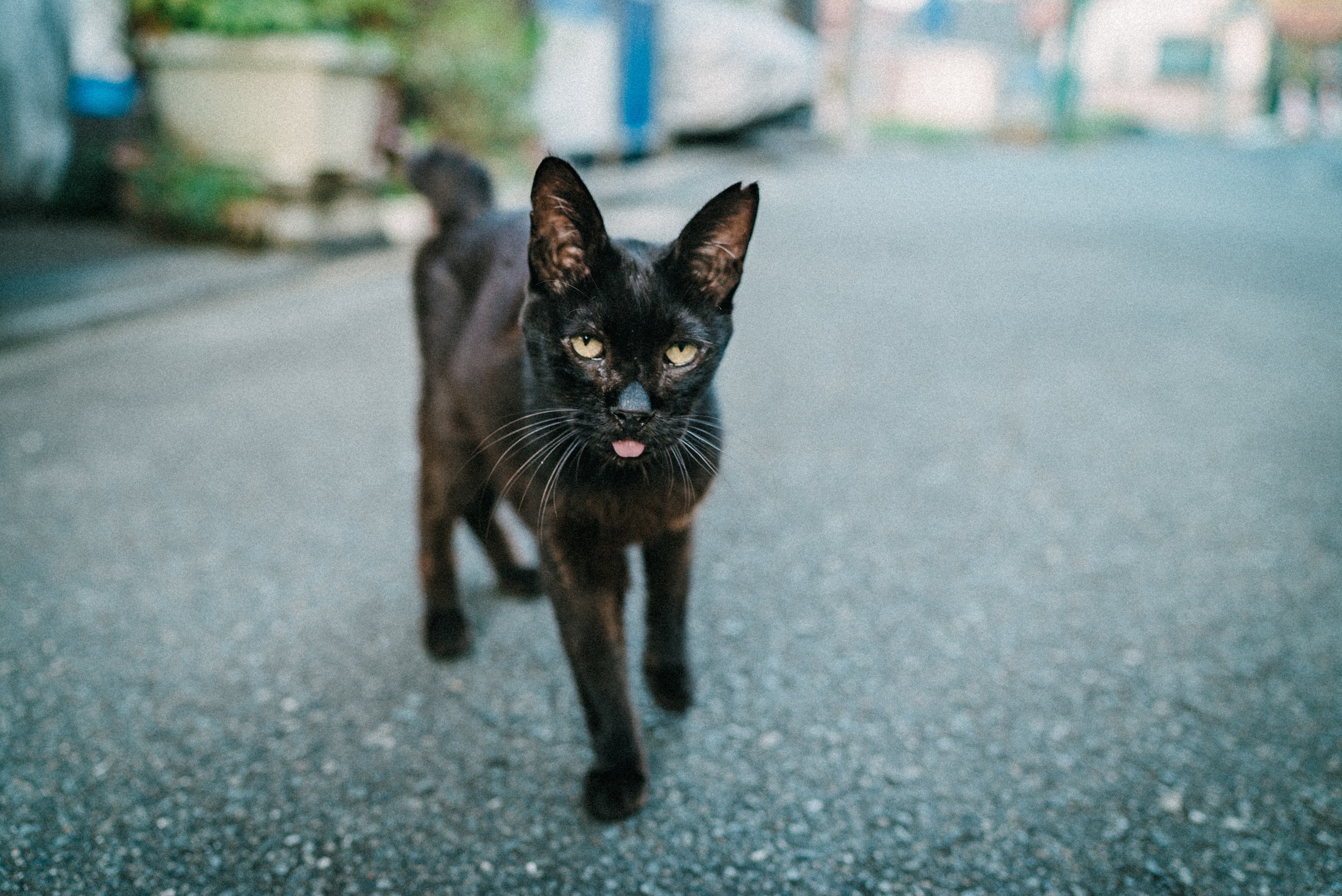 f:id:amilamia:20180807094351j:image