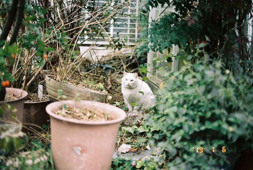 f:id:amilamia:20190115162144j:image