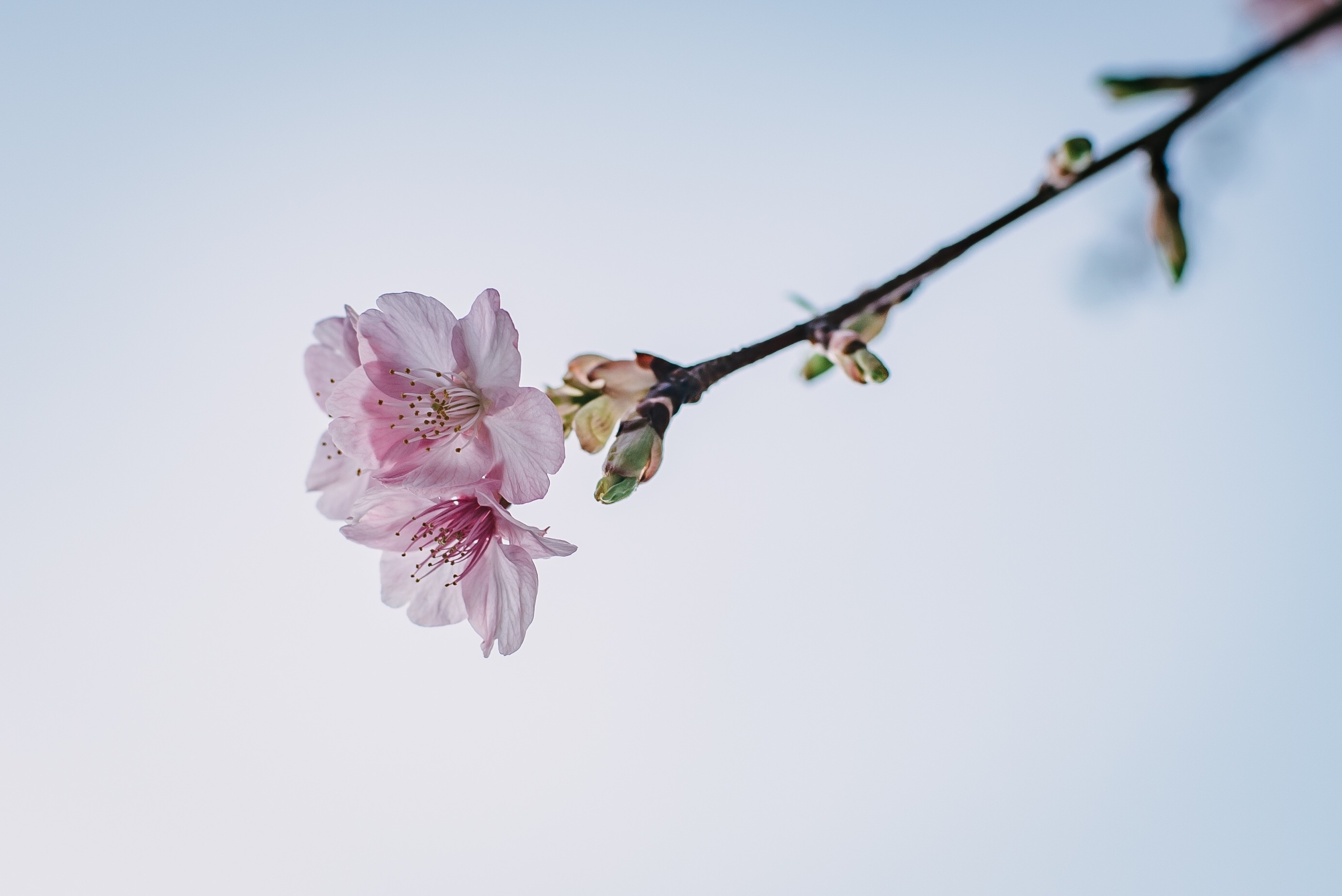 f:id:amilamia:20190308185706j:image