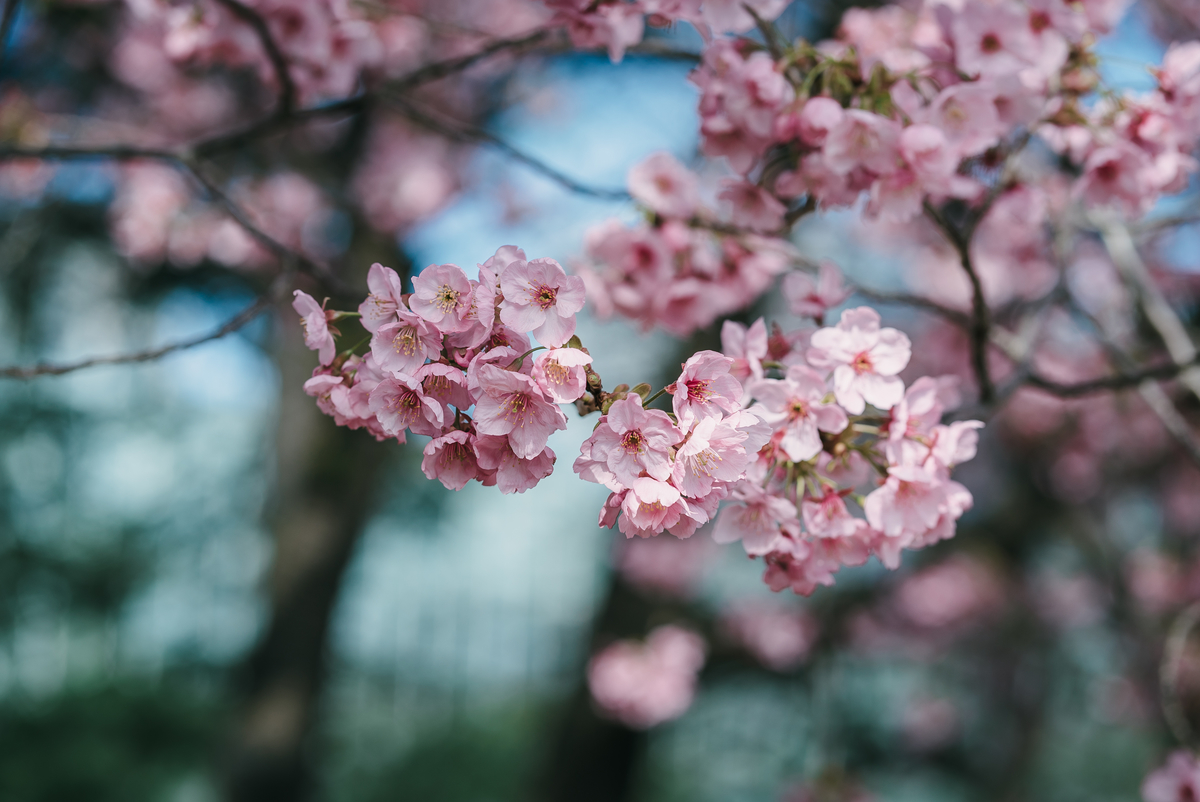 f:id:amilamia:20190328222632j:plain